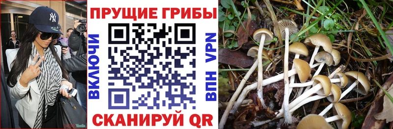 магазин    Волхов  Псилоцибиновые грибы Psilocybine cubensis 