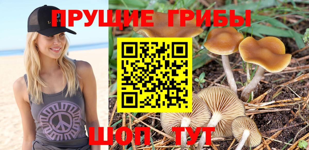Волхов  Псилоцибиновые грибы Cubensis  Вход с VPN 